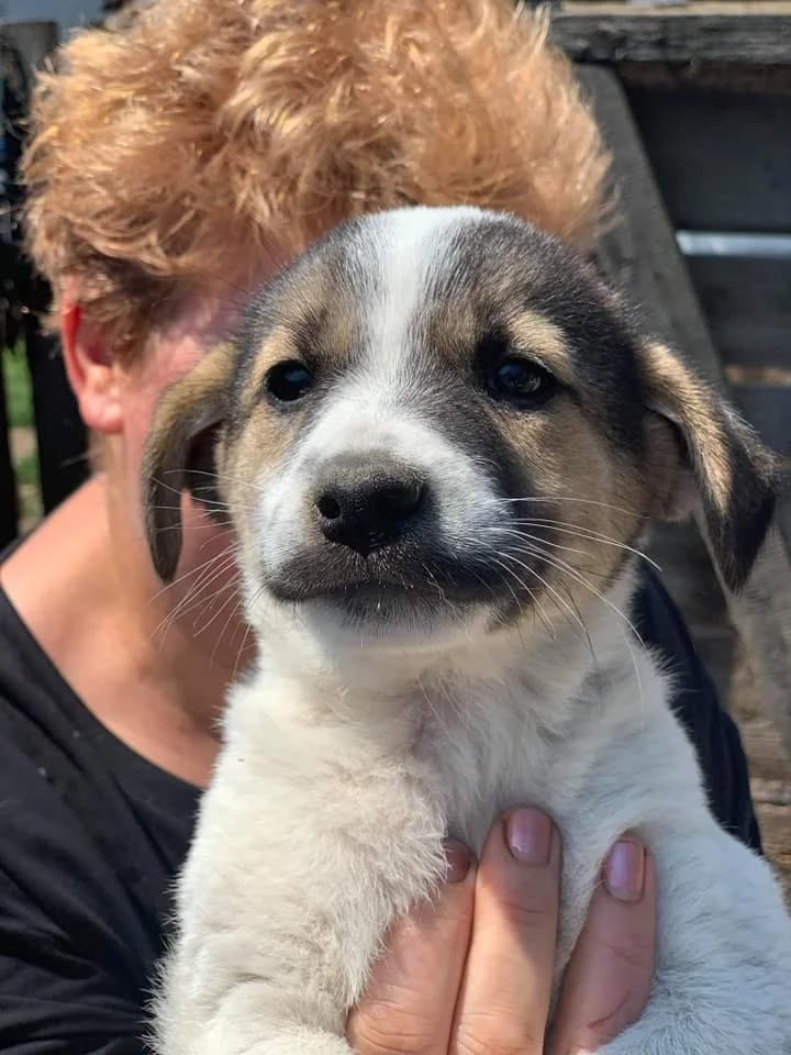Bounty, female Mixed Breed for adoption at Tierheimhelden — photo 3 of 11