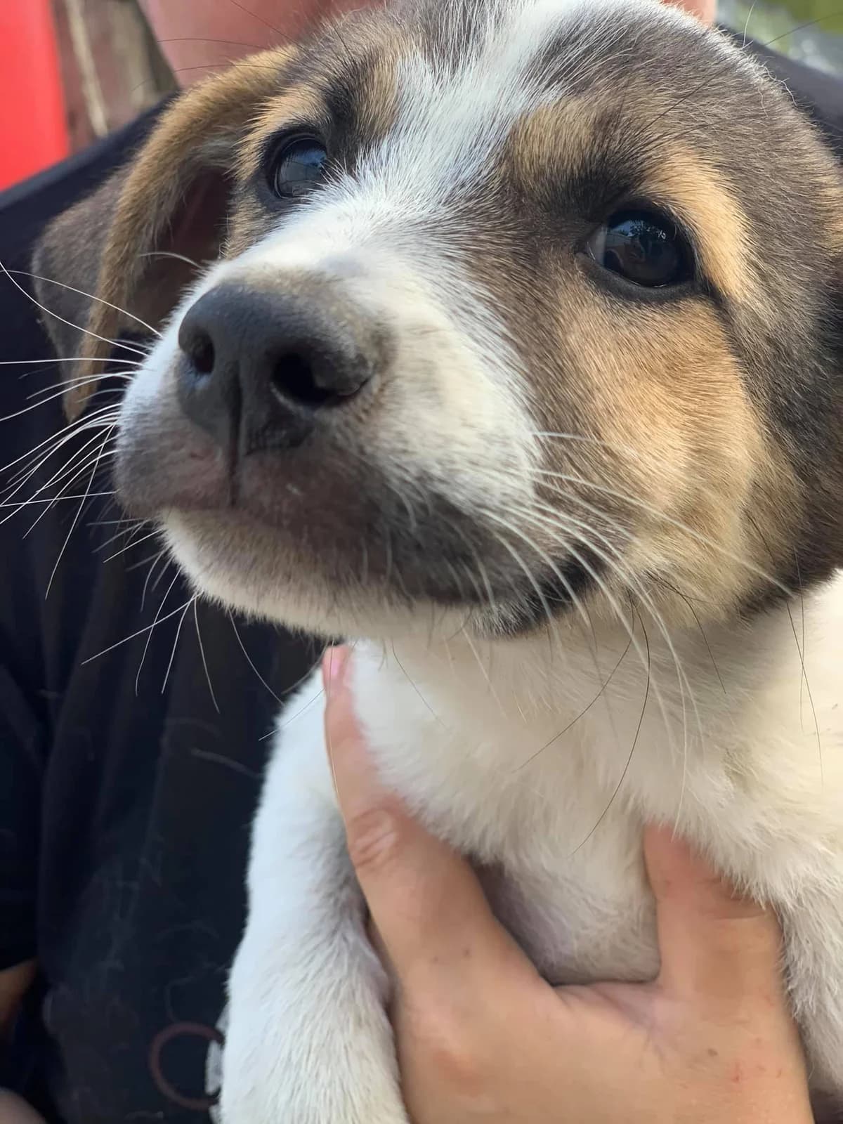 Bounty, female Mixed Breed for adoption at Tierheimhelden — photo 4 of 11