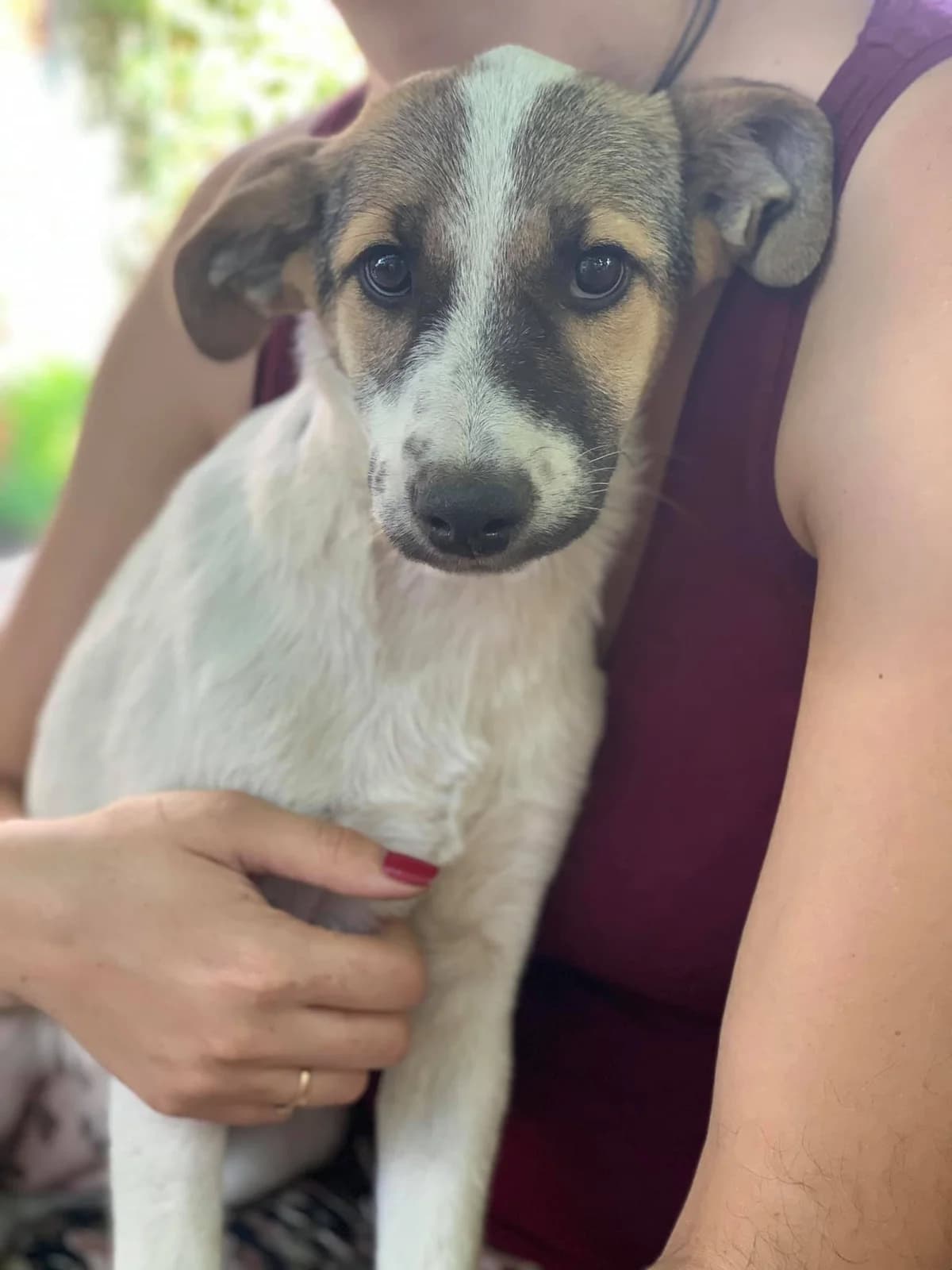Bounty, female Mixed Breed for adoption at Tierheimhelden — photo 5 of 11
