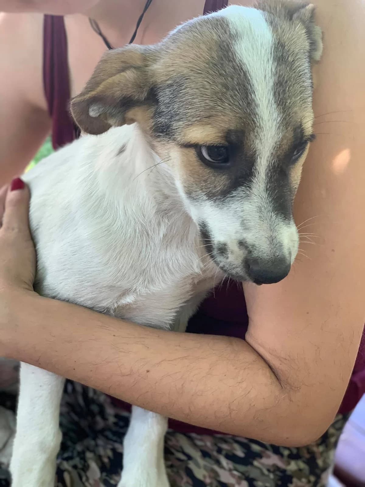 Bounty, female Mixed Breed for adoption at Tierheimhelden — photo 6 of 11