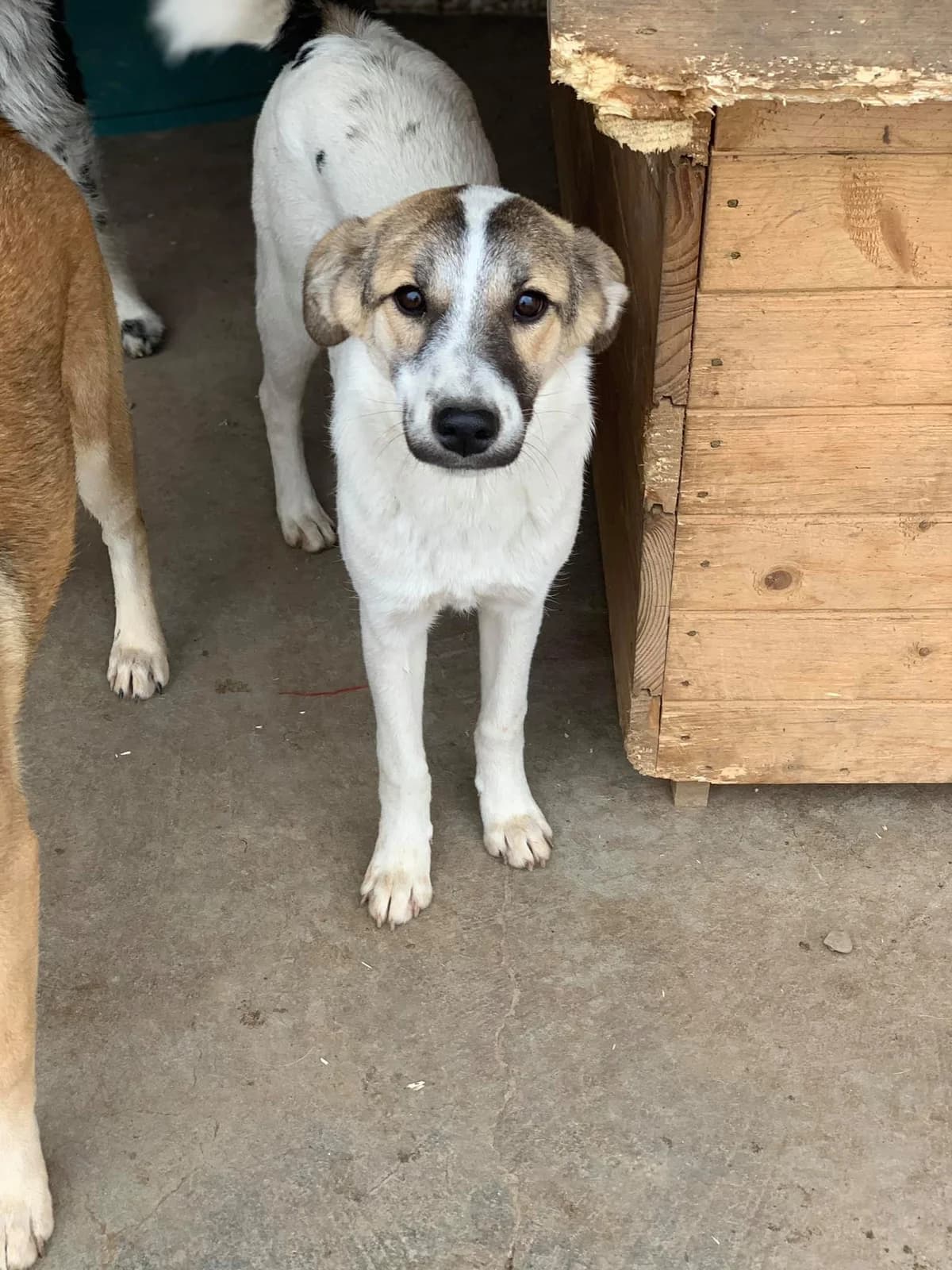 Bounty, female Mixed Breed for adoption at Tierheimhelden — photo 7 of 11