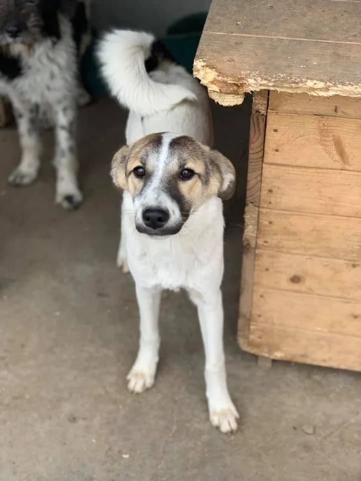 Bounty, female Mixed Breed for adoption at Tierheimhelden — photo 8 of 11