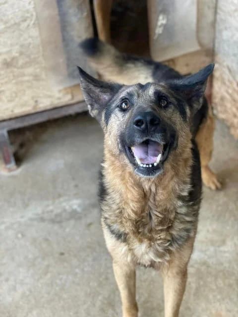 Nestor, male German Shepherd for adoption at Tierheimhelden