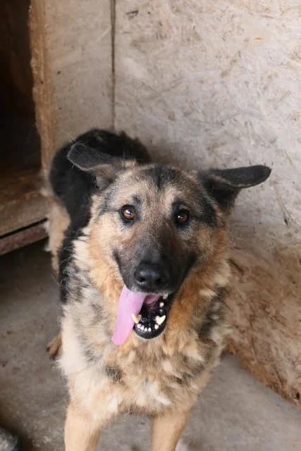 Nestor, male German Shepherd for adoption at Tierheimhelden — photo 2 of 21