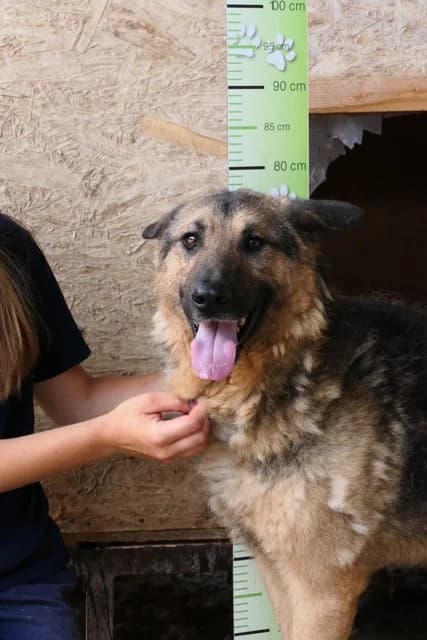 Nestor, male German Shepherd for adoption at Tierheimhelden — photo 3 of 21