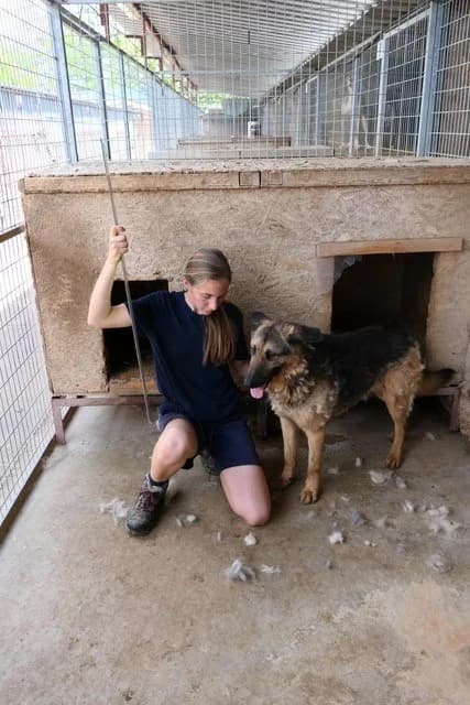 Nestor, male German Shepherd for adoption at Tierheimhelden — photo 5 of 21