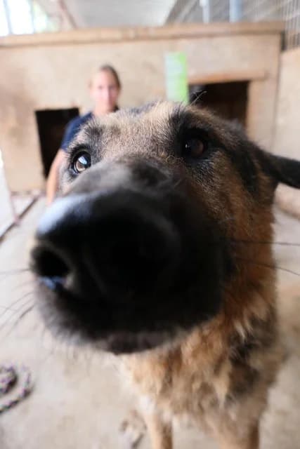 Nestor, male German Shepherd for adoption at Tierheimhelden — photo 6 of 21