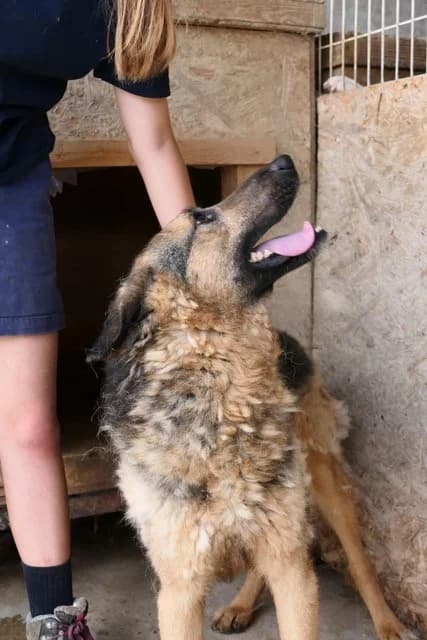 Nestor, male German Shepherd for adoption at Tierheimhelden — photo 7 of 21