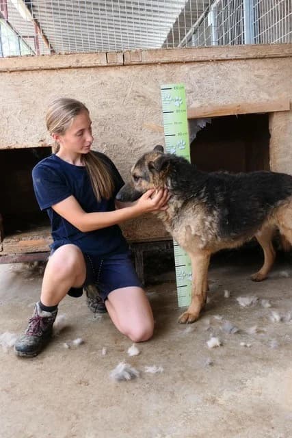 Nestor, male German Shepherd for adoption at Tierheimhelden — photo 8 of 21