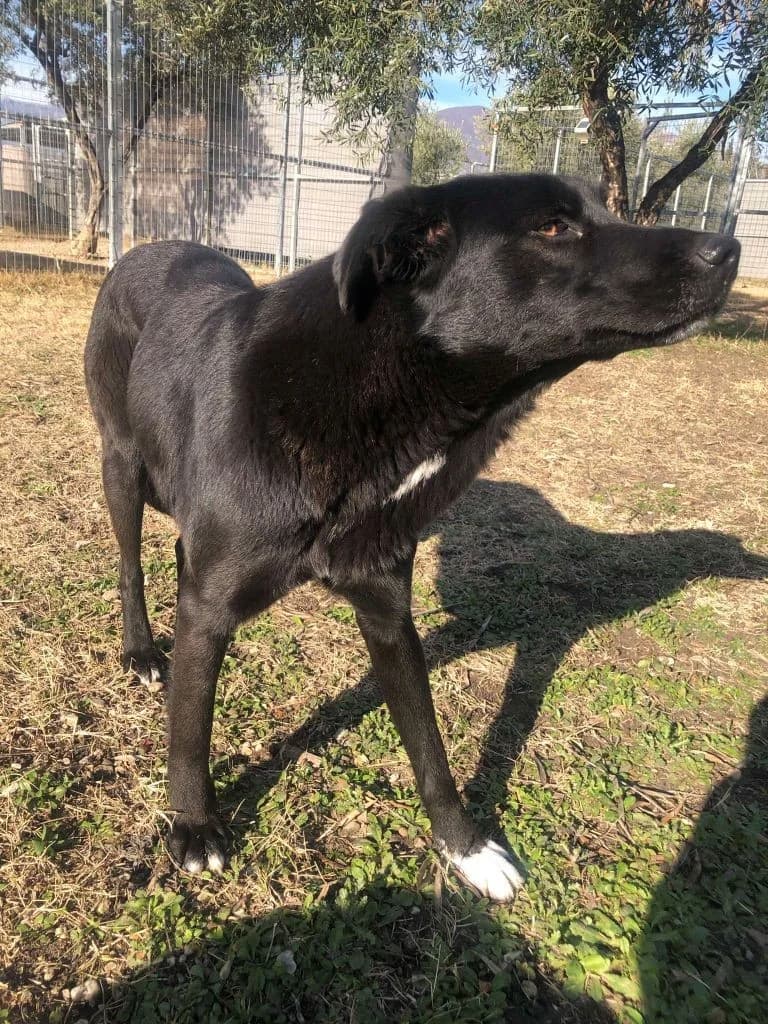 Leyla, female Labrador Retriever for adoption at Tierheimhelden — photo 3 of 12