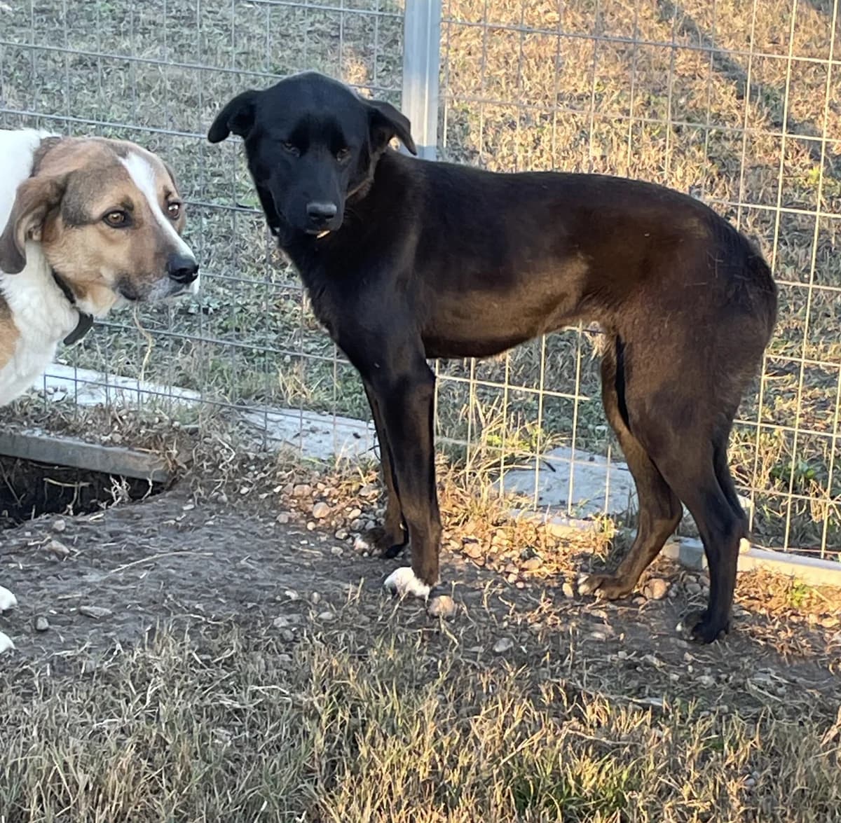 Leyla, female Labrador Retriever for adoption at Tierheimhelden — photo 8 of 12