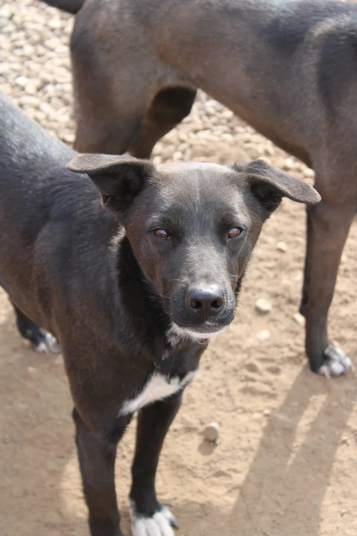 Ghost, male Mixed Breed for adoption at Tierheimhelden
