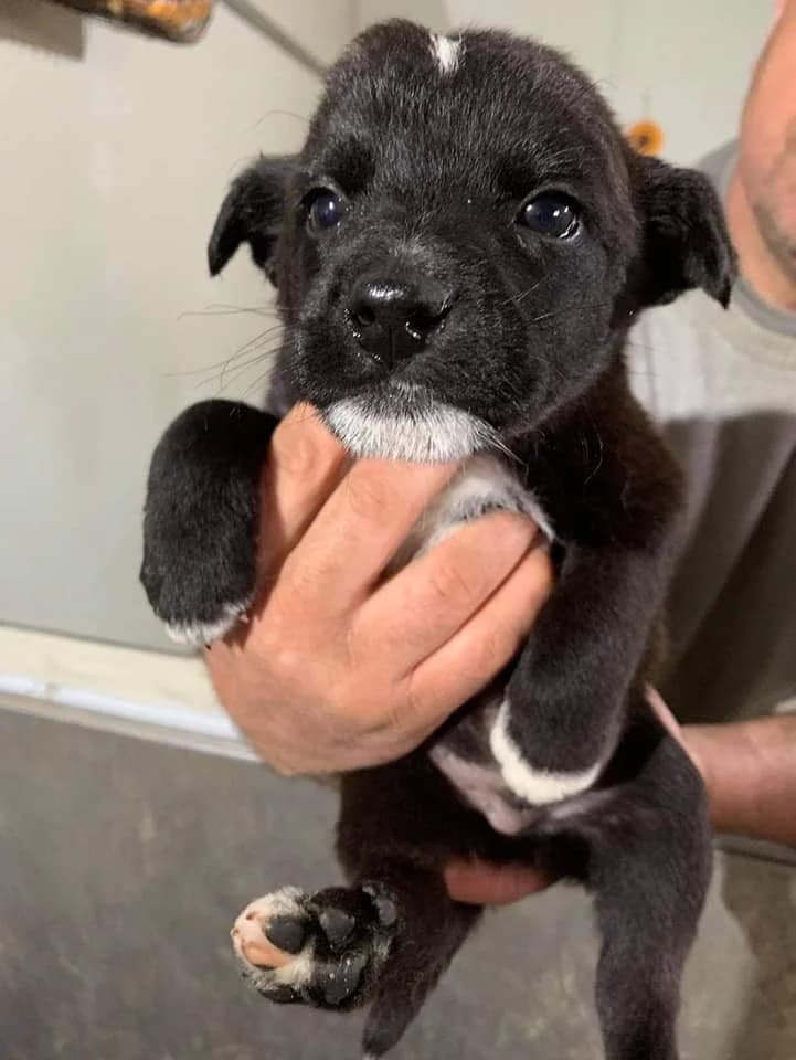 Ghost, male Mixed Breed for adoption at Tierheimhelden — photo 2 of 11
