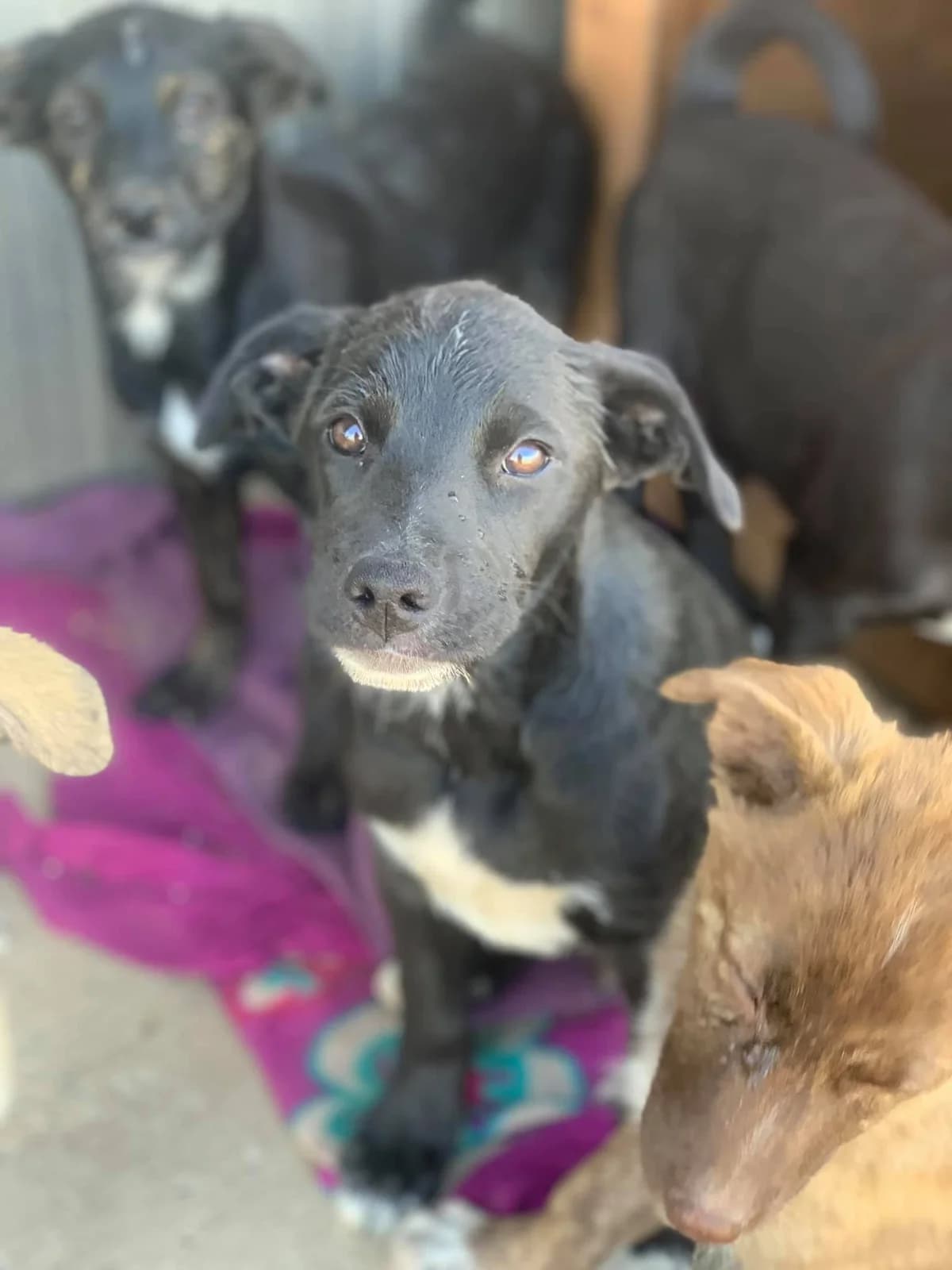 Ghost, male Mixed Breed for adoption at Tierheimhelden — photo 3 of 11