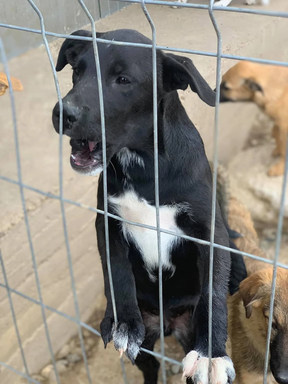 Ghost, male Mixed Breed for adoption at Tierheimhelden — photo 4 of 11