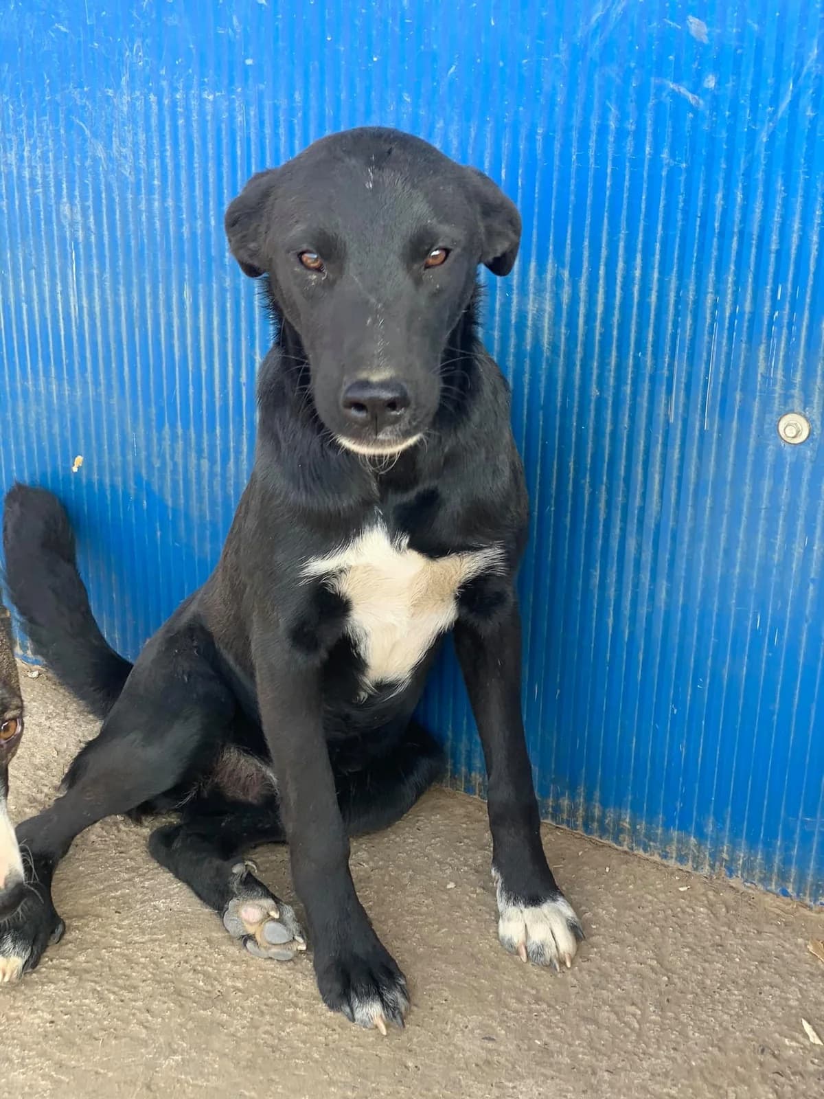 Ghost, male Mixed Breed for adoption at Tierheimhelden — photo 5 of 11
