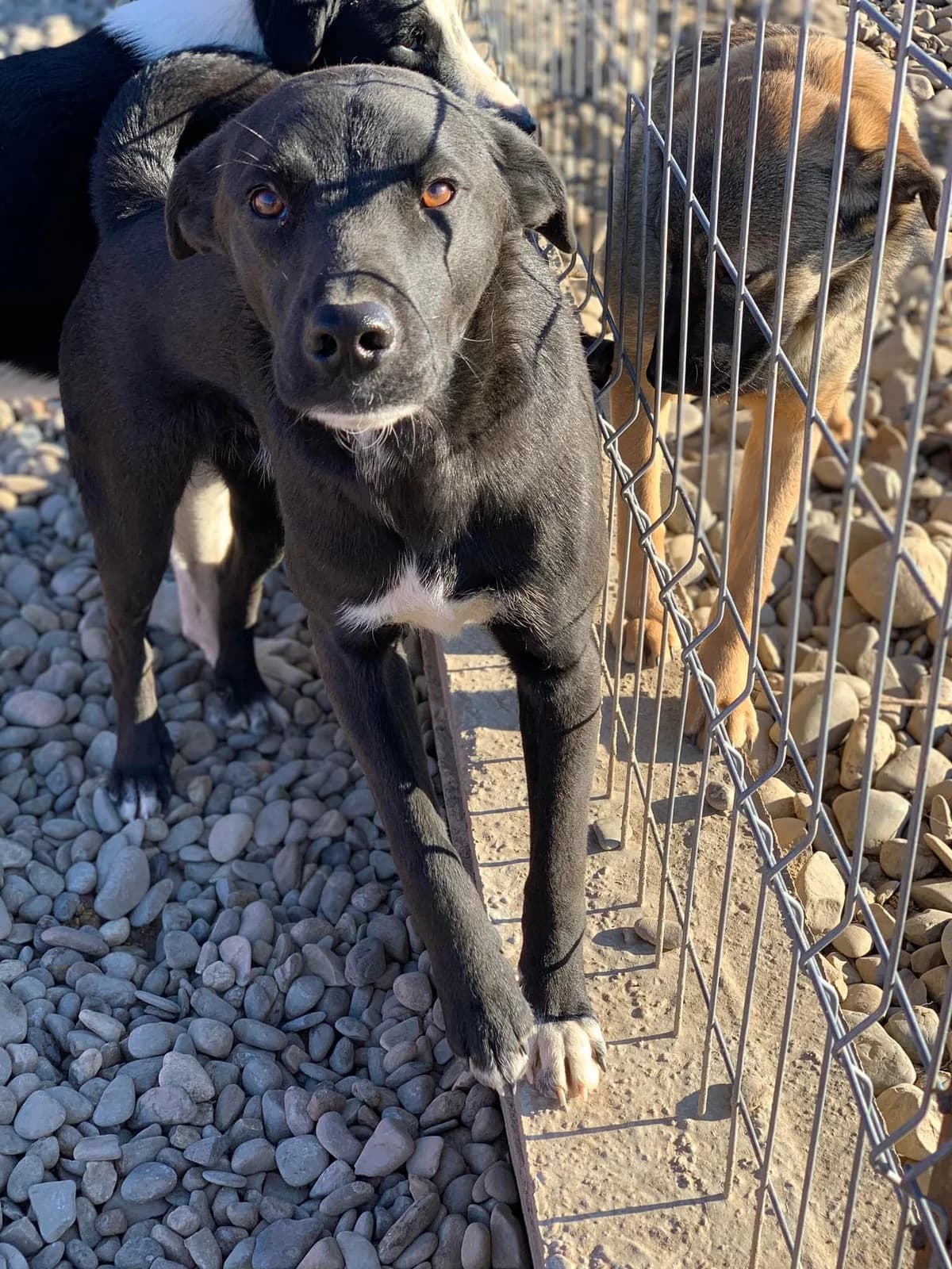 Ghost, male Mixed Breed for adoption at Tierheimhelden — photo 6 of 11