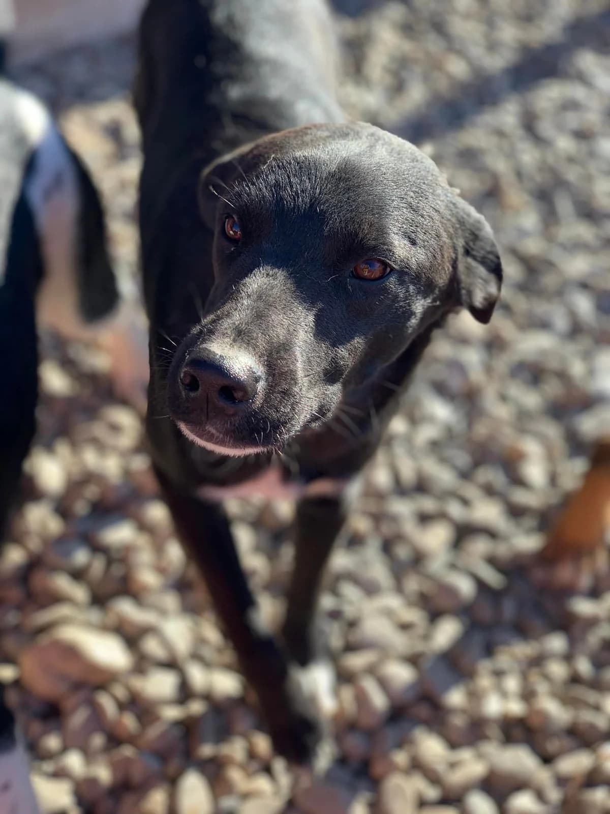 Ghost, male Mixed Breed for adoption at Tierheimhelden — photo 7 of 11
