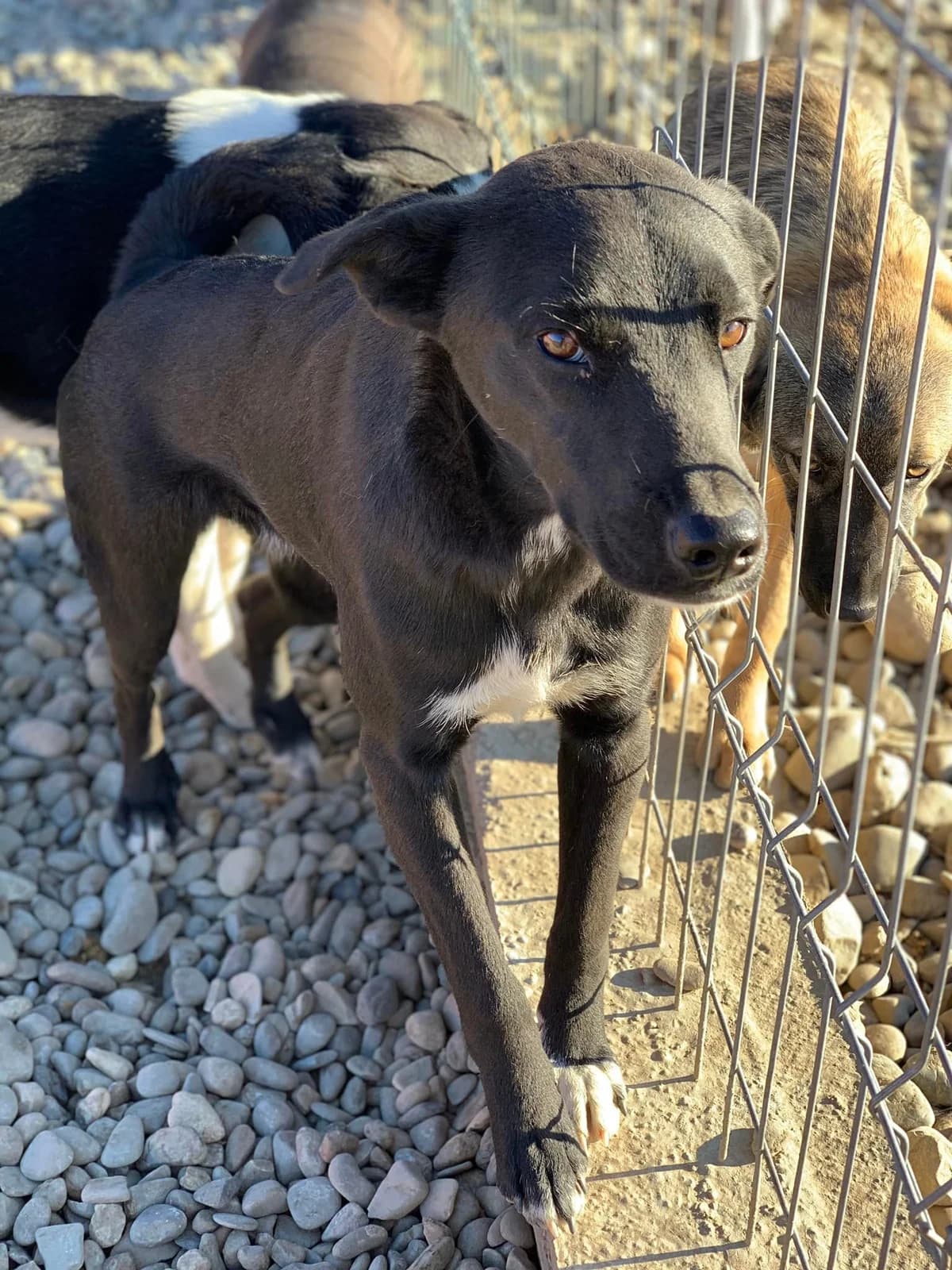 Ghost, male Mixed Breed for adoption at Tierheimhelden — photo 8 of 11