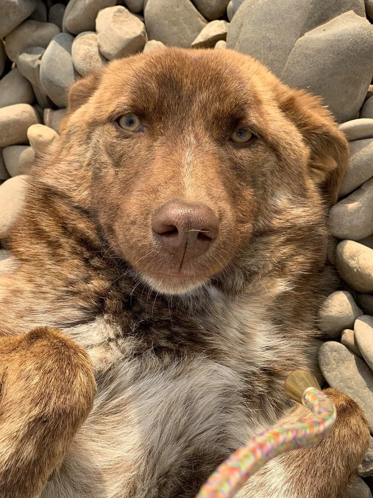 Cera, female Mixed Breed for adoption at Tierheimhelden