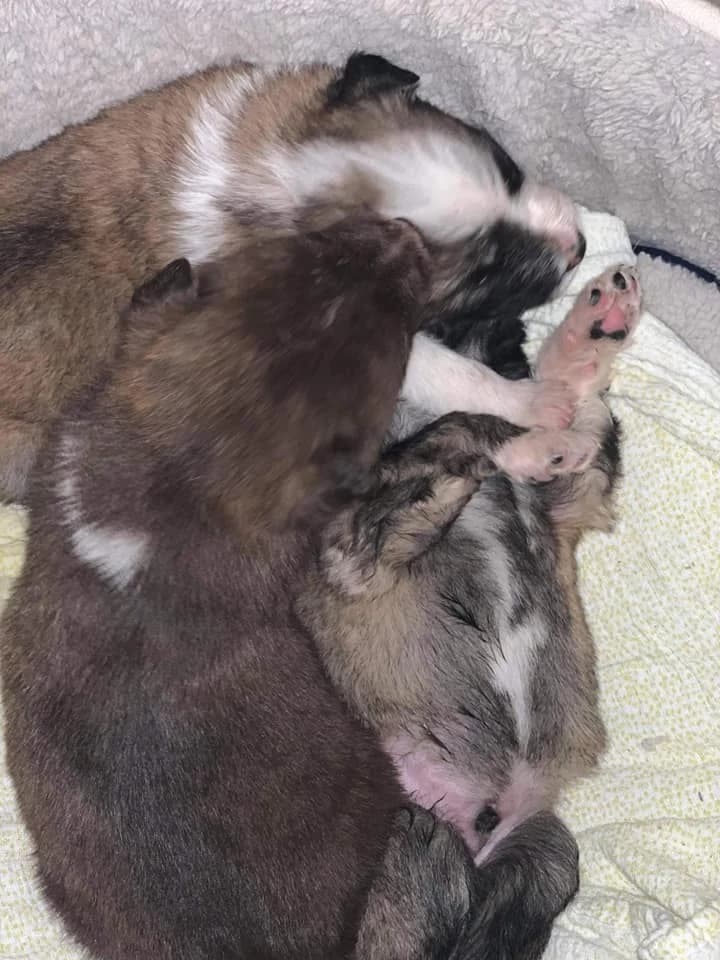 Cera, female Mixed Breed for adoption at Tierheimhelden — photo 3 of 17