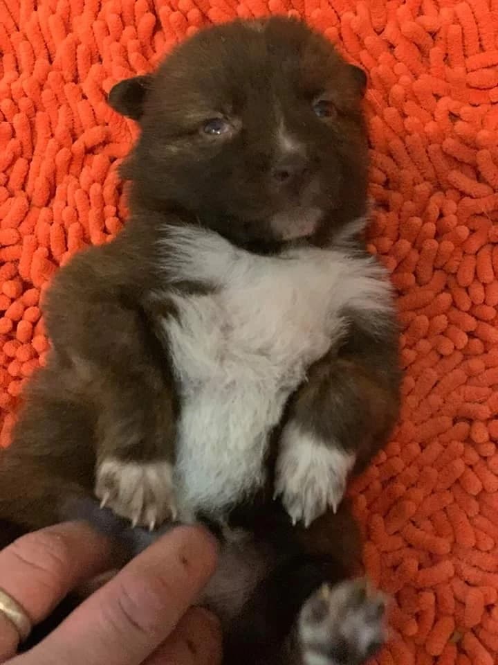 Cera, female Mixed Breed for adoption at Tierheimhelden — photo 4 of 17