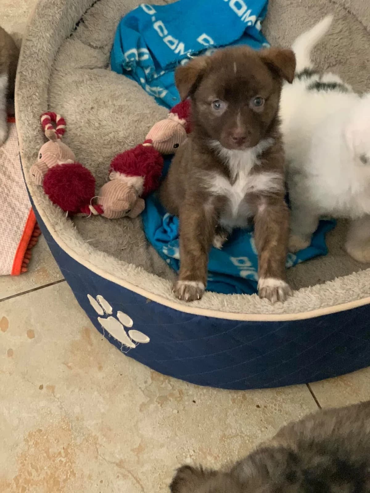 Cera, female Mixed Breed for adoption at Tierheimhelden — photo 5 of 17