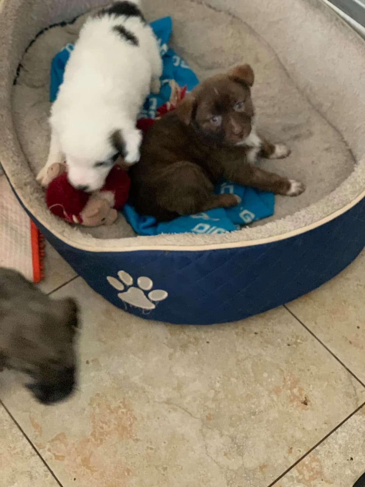 Cera, female Mixed Breed for adoption at Tierheimhelden — photo 6 of 17