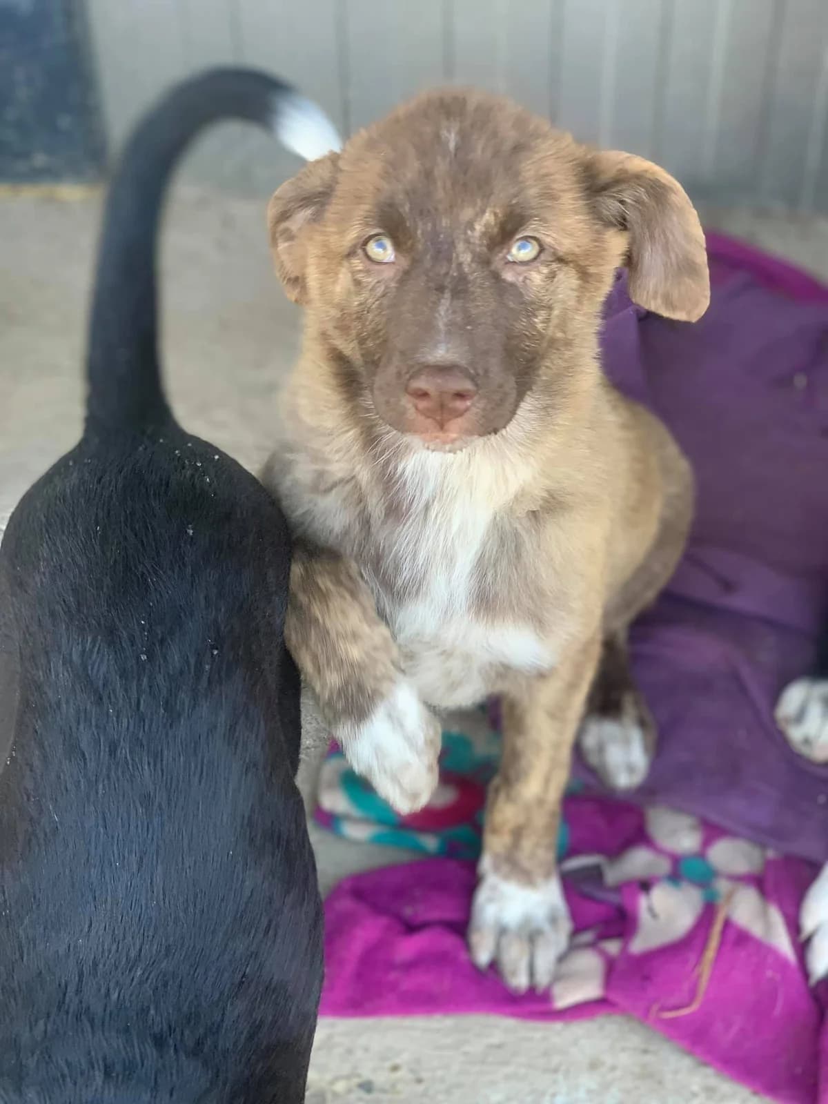 Cera, female Mixed Breed for adoption at Tierheimhelden — photo 7 of 17