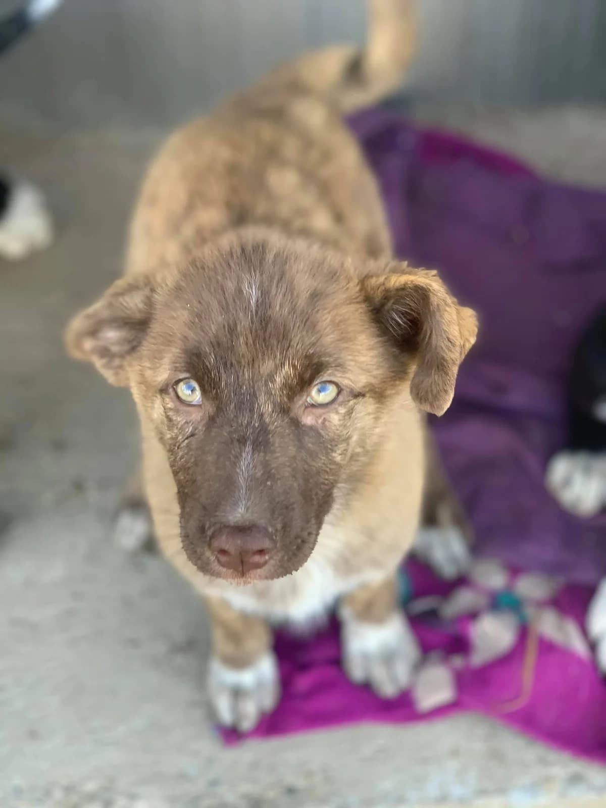 Cera, female Mixed Breed for adoption at Tierheimhelden — photo 8 of 17