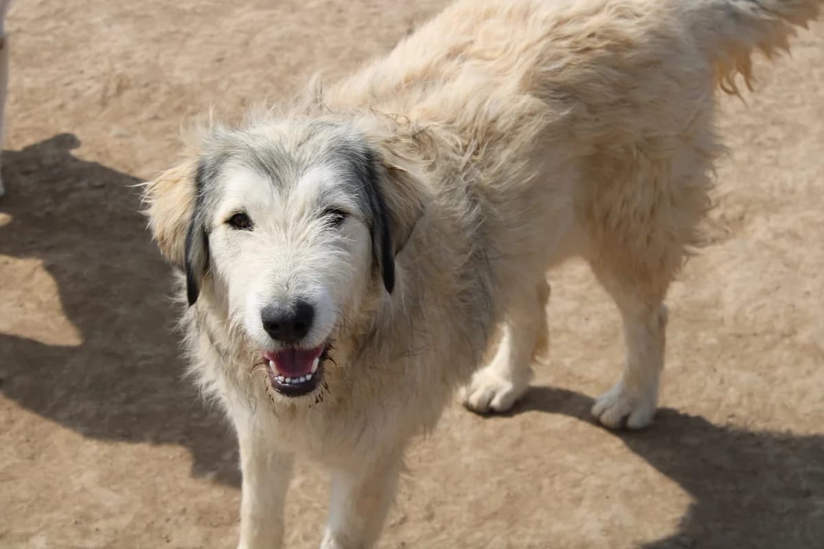 Solea, female Mixed Breed for adoption at Tierheimhelden