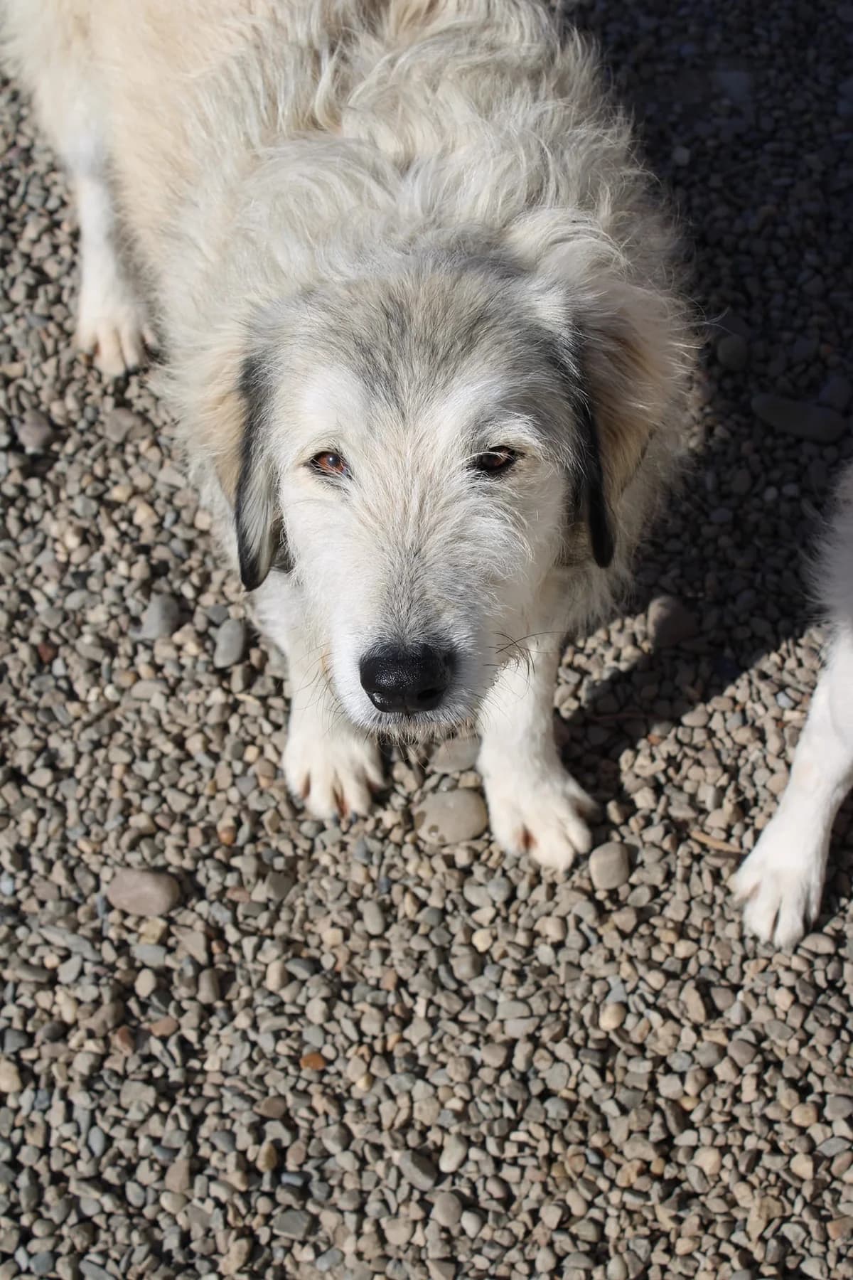 Solea, female Mixed Breed for adoption at Tierheimhelden — photo 2 of 18