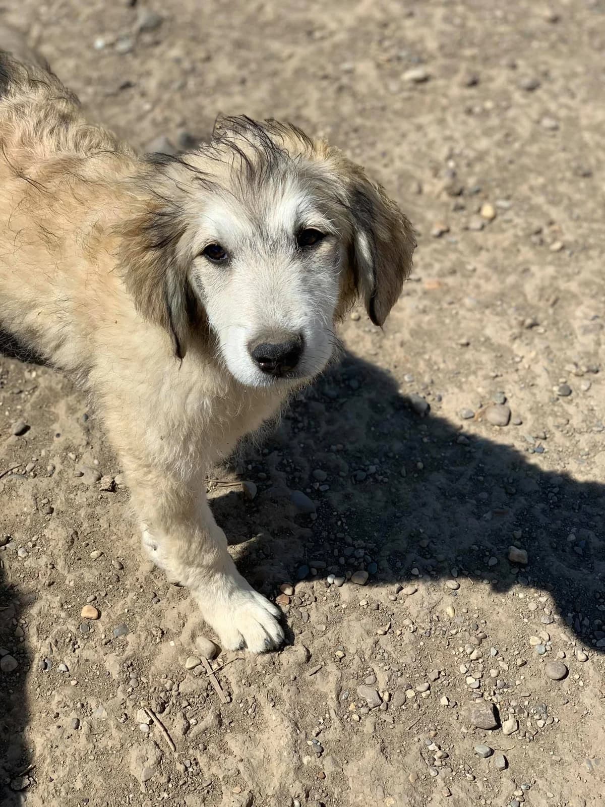 Solea, female Mixed Breed for adoption at Tierheimhelden — photo 4 of 18