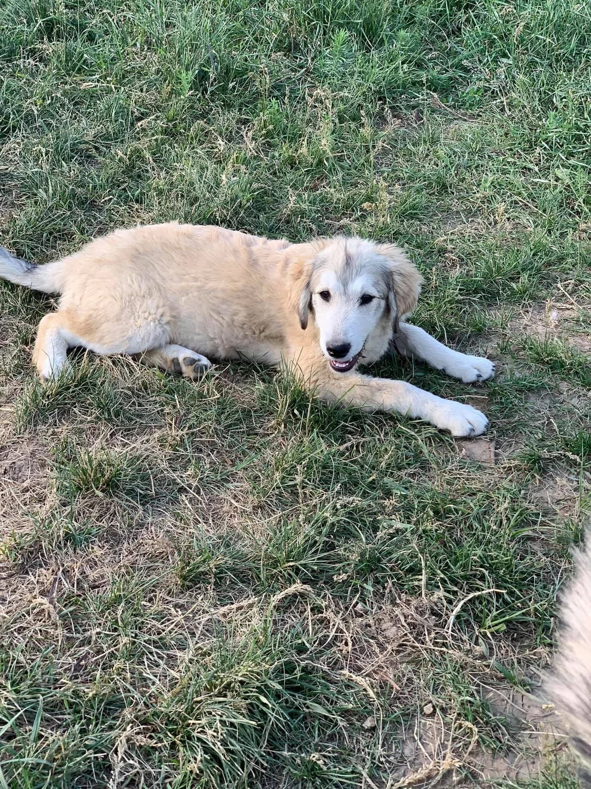 Solea, female Mixed Breed for adoption at Tierheimhelden — photo 5 of 18