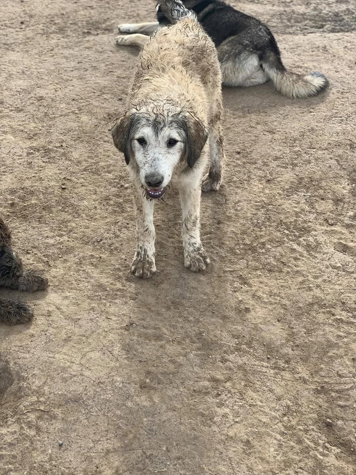 Solea, female Mixed Breed for adoption at Tierheimhelden — photo 6 of 18