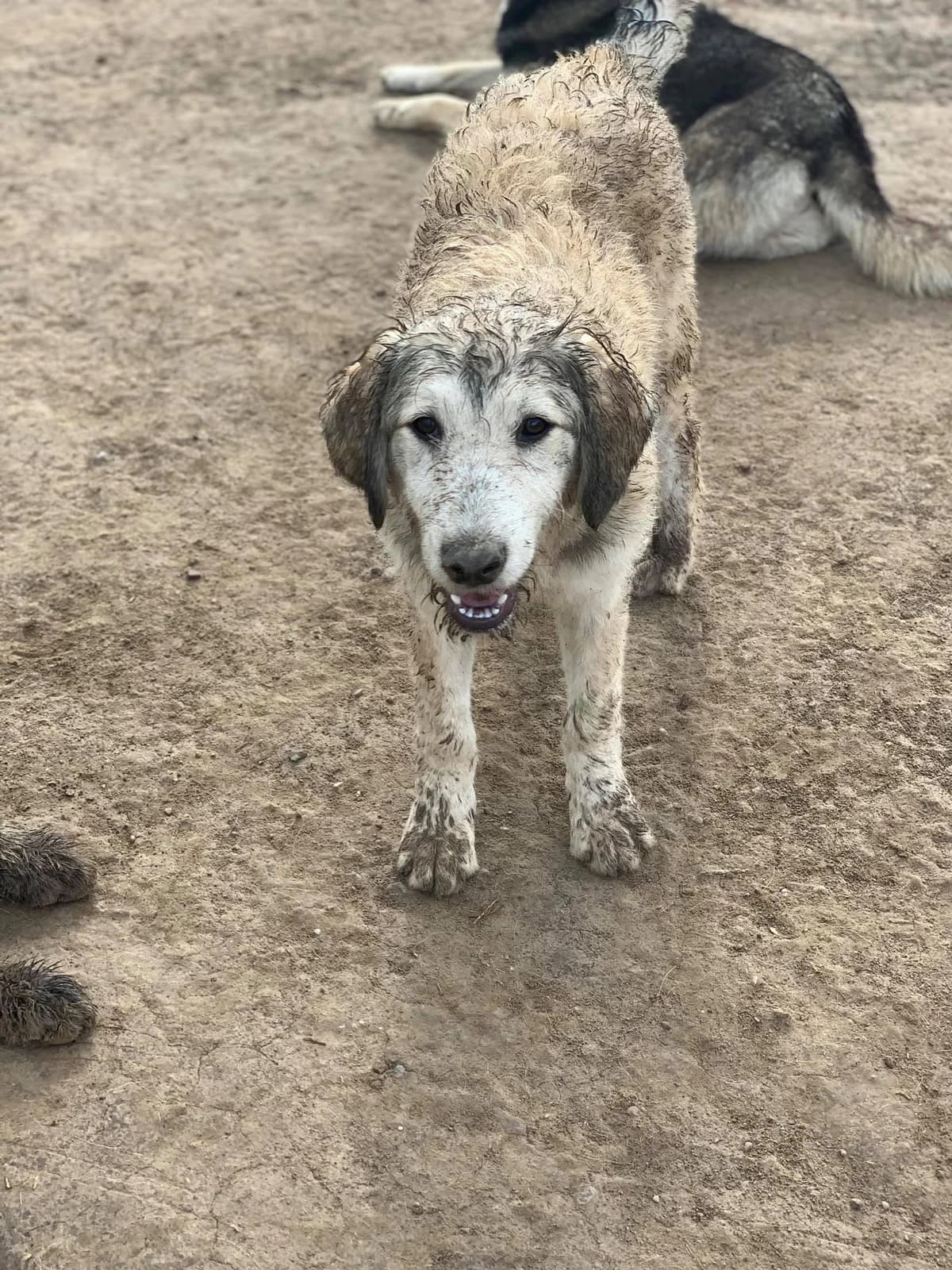 Solea, female Mixed Breed for adoption at Tierheimhelden — photo 7 of 18