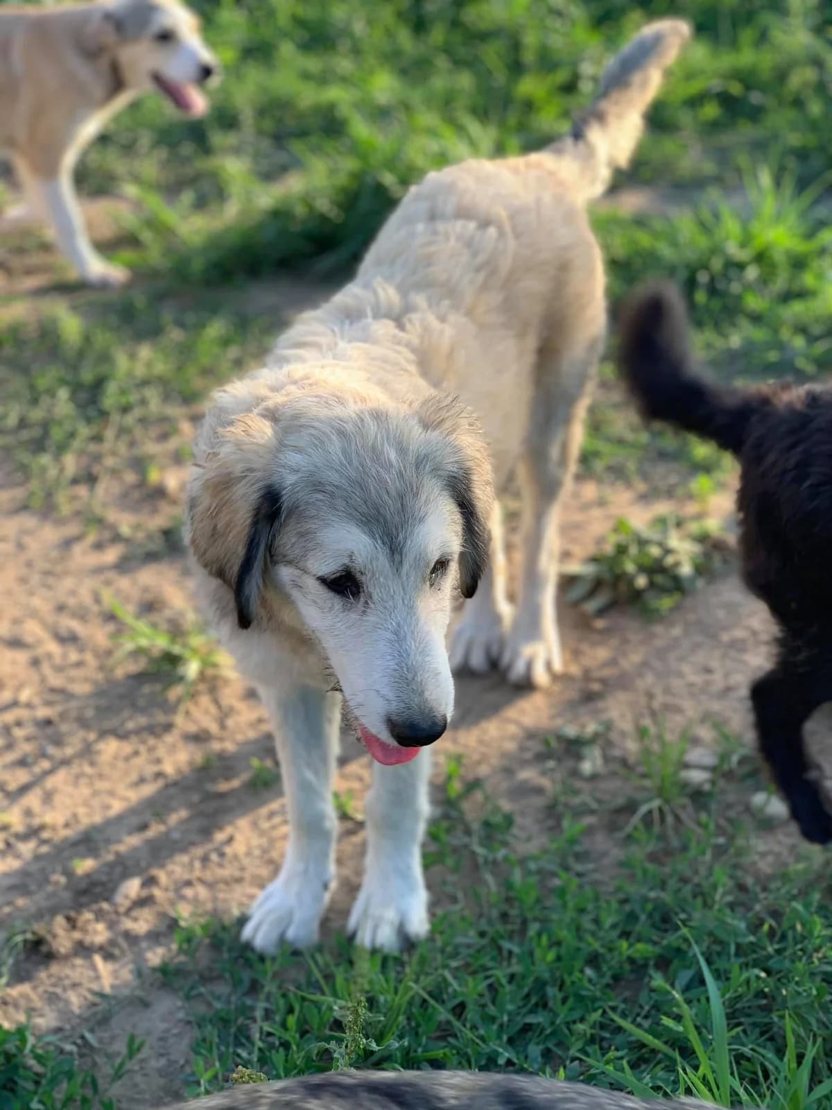 Solea, female Mixed Breed for adoption at Tierheimhelden — photo 8 of 18