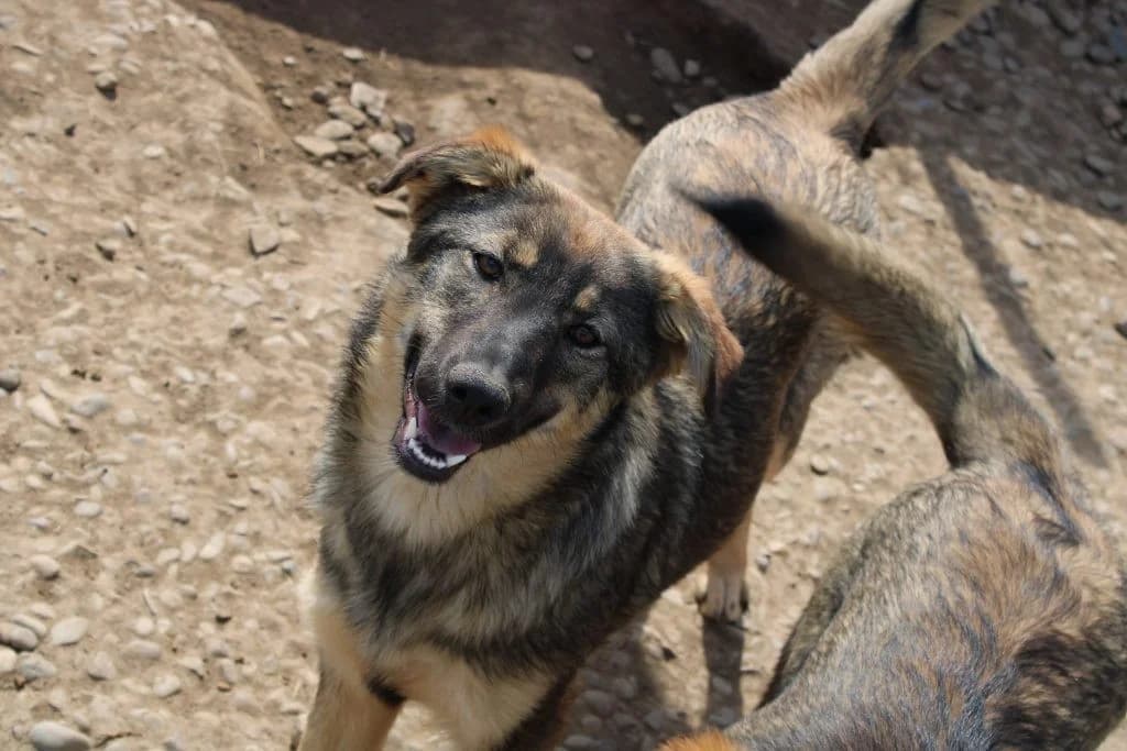 Hope, female German Shepherd for adoption at Tierheimhelden