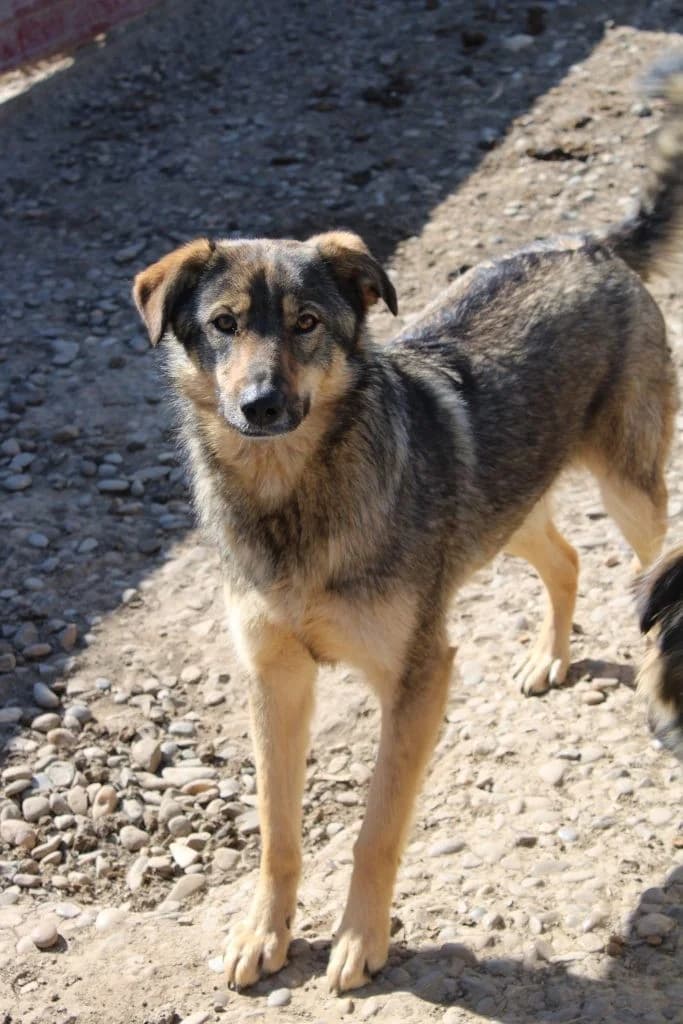 Hope, female German Shepherd for adoption at Tierheimhelden — photo 2 of 3