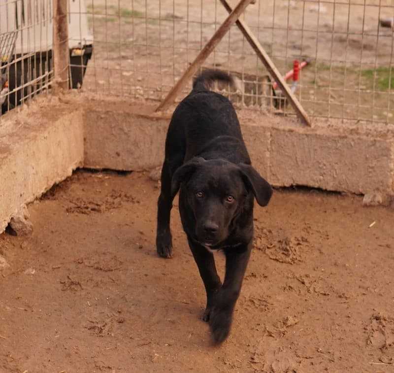 Johannes, male Mixed Breed for adoption at Tierheimhelden — photo 7 of 21