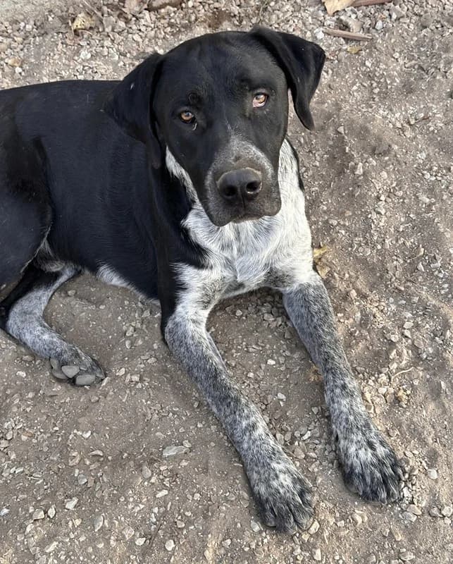 Wilson, male Mixed Breed for adoption at Tierheimhelden