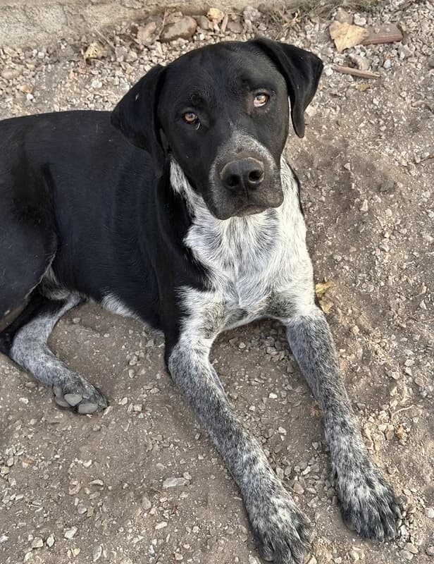 Wilson, male Mixed Breed for adoption at Tierheimhelden — photo 2 of 6