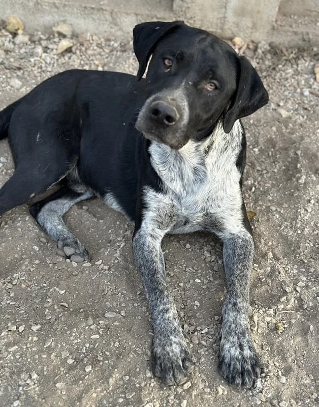 Wilson, male Mixed Breed for adoption at Tierheimhelden — photo 3 of 6