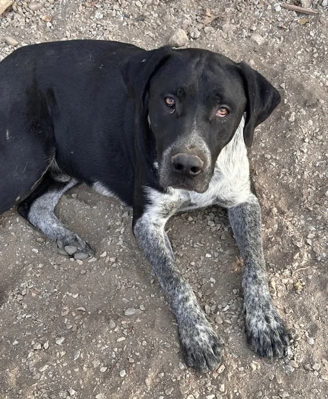 Wilson, male Mixed Breed for adoption at Tierheimhelden — photo 4 of 6