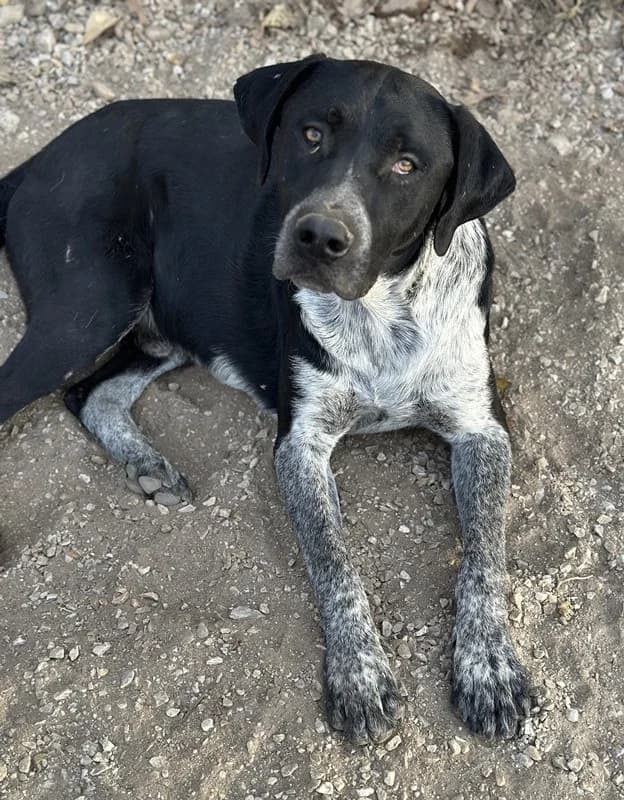 Wilson, male Mixed Breed for adoption at Tierheimhelden — photo 5 of 6