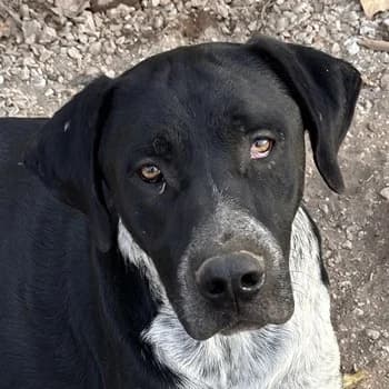 Wilson, male Mixed Breed for adoption at Tierheimhelden — photo 6 of 6