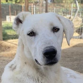 Santa, male Mixed Breed for adoption at Tierheimhelden