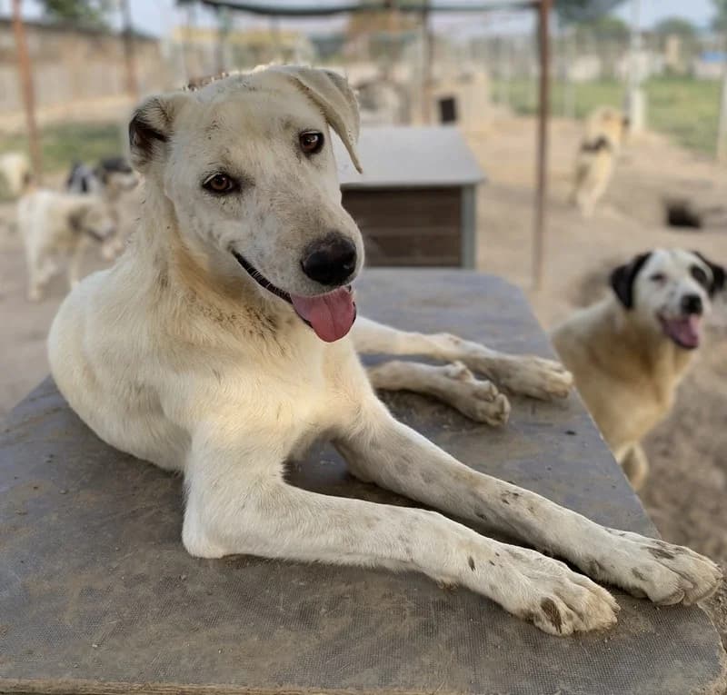 Santa, male Mixed Breed for adoption at Tierheimhelden — photo 2 of 11