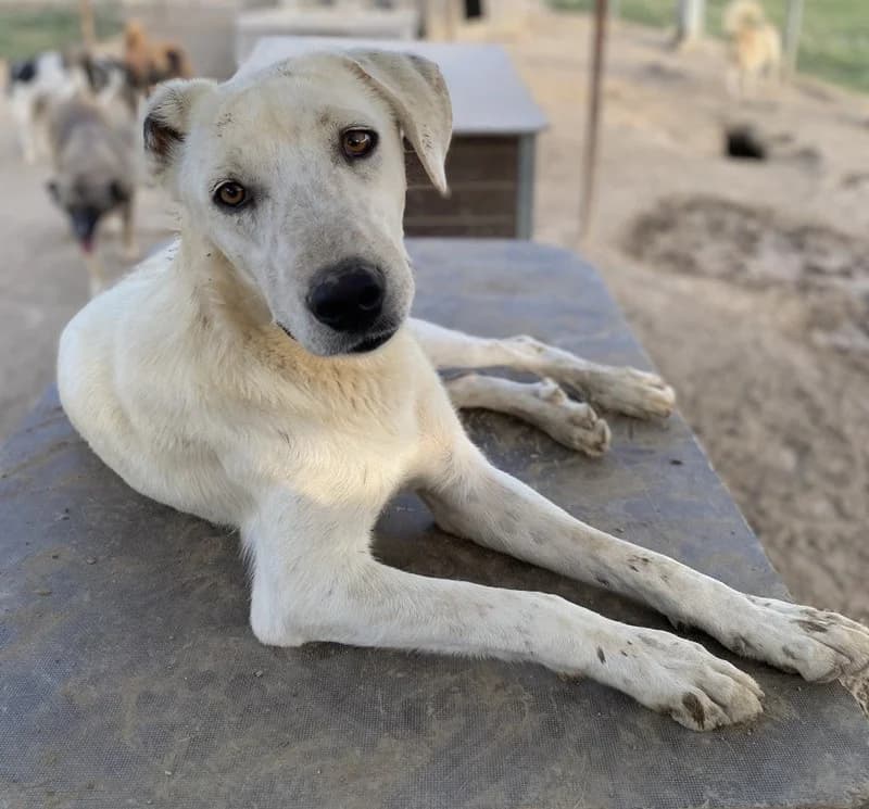 Santa, male Mixed Breed for adoption at Tierheimhelden — photo 3 of 11