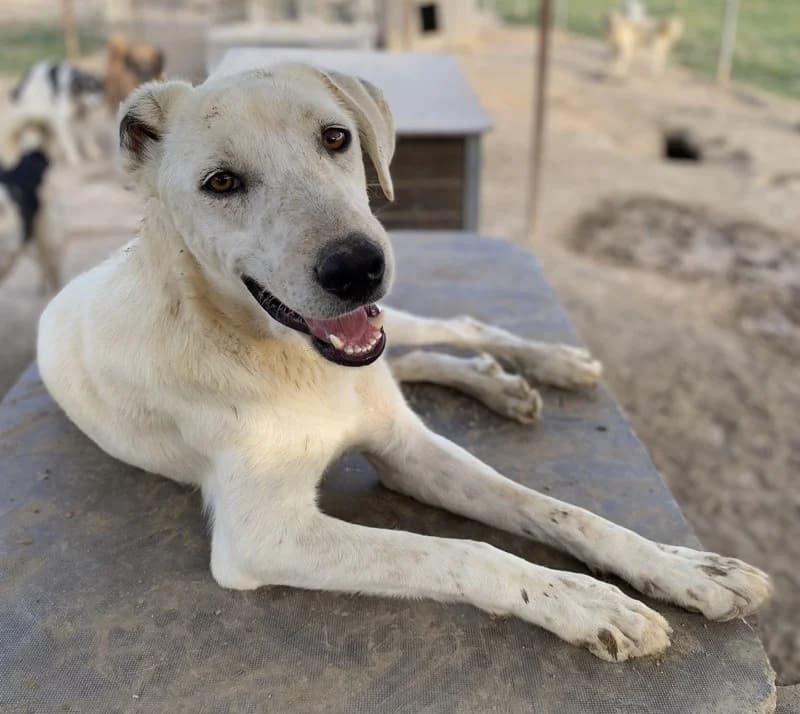 Santa, male Mixed Breed for adoption at Tierheimhelden — photo 4 of 11